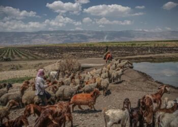 أعضاء تنظيم داعش يسرقون مئات الأغنام في سوريا ويبيعونها لميليشيا محلية