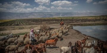 أعضاء تنظيم داعش يسرقون مئات الأغنام في سوريا ويبيعونها لميليشيا محلية